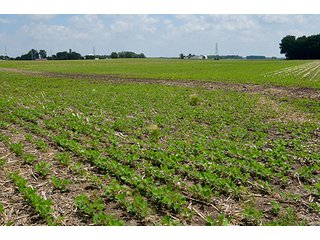 Property photo 28 - LAND AUCTION - 700+/- ACRES OFFERED IN 16 TRACTS IN ALLEN COUNTY, INDIANA